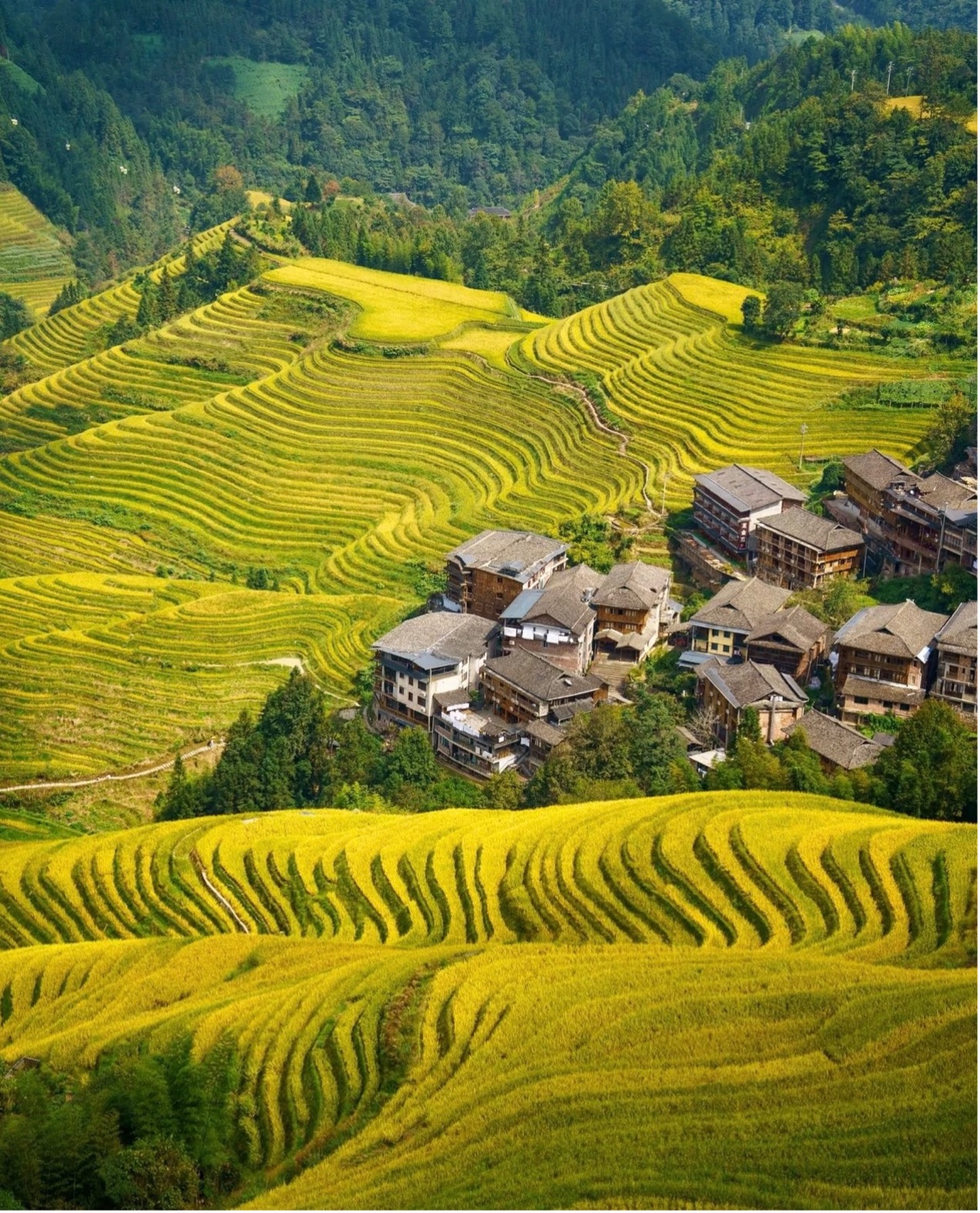 Longji Rice Terrace