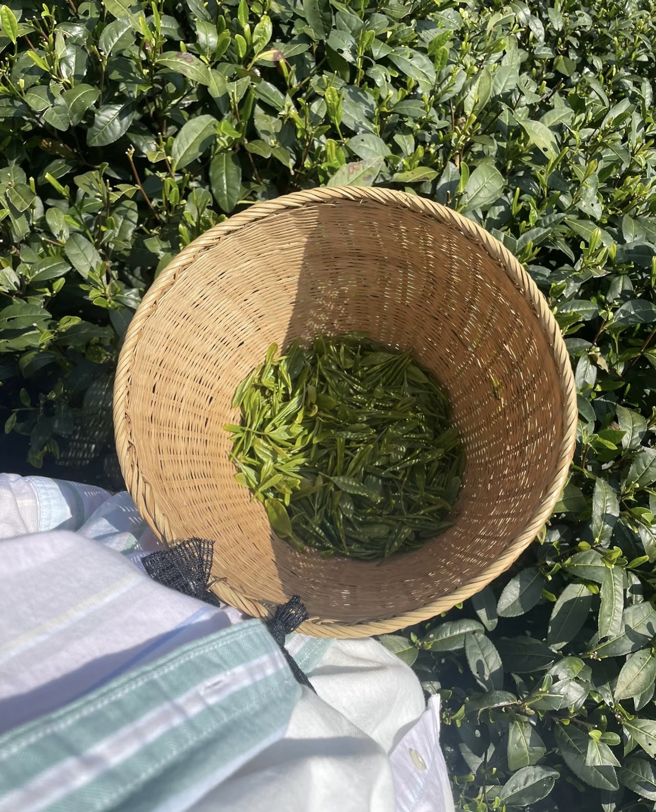 Hangzhou Tea Tour